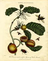 Duroia et coléoptères aquatiques