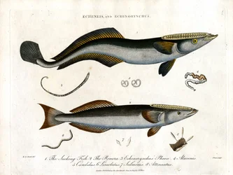 Echeneis et Echinorynchus : Poisson suceur et saumon épineux