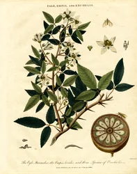 Egle;Empis et Enchelis