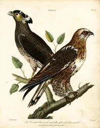 Falco : Buse huppée et Buse gantée