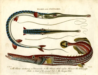 Filaires et fistuleuses - Vers de terre et poissons-pipes