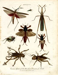 GRYLLUS : Espèces curieuses des trois premières divisions de criquets