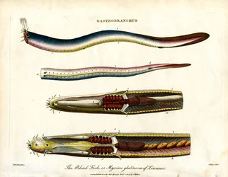 Gastrobranchus - Le poisson aveugle ou myxine