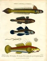 Gobius, Gonium et Gordius : Gobies et vers à poils