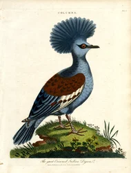 Pigeon indien couronné (Columba)