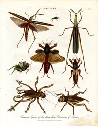 Gryllus : Espèces curieuses des trois premières divisions de criquets