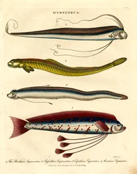 Espèces de Gymnetrus - Poisson ruban