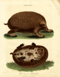 Hérisson (Erinaceus)