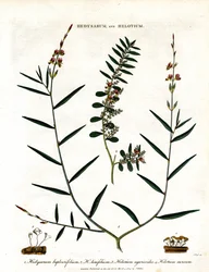 Hedysarum et Helotium
