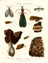 Helvella et Hemerobius