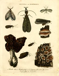 Helvella et Hemerobius