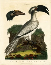 Hornbills (Buceros)