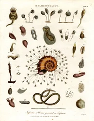 Infusoires ou vers générés dans les infusions
