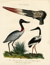 Espèces de Jabiru (Mycteria) avec détails anatomiques