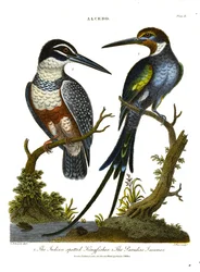 Martin-pêcheurs (Alcedo) : Martin-pêcheur indien et Jacamar de paradis