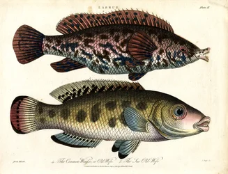 Labrus : Labre commun et labre de mer