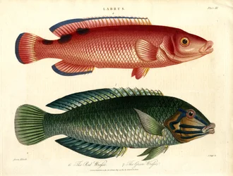 Labrus : Labre rouge et labre vert