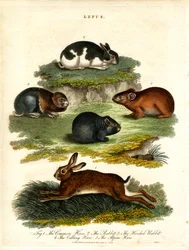 Lepus - Lièvres et rongeurs