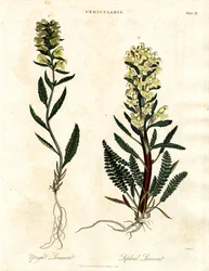 Espèce de pédiculaire