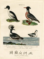 Harle bièvre (Mergus)