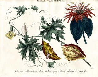 Momordica et Monarda