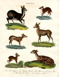 Moschus : Diverses espèces de cerfs musqués