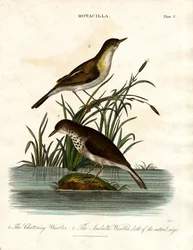 Motacilla : fauvette babillarde et fauvette Isabelle