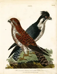 Faucon crécerellette et faucon pèlerin huppé