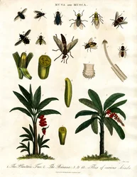 Musa et Musca - Bananiers et diverses espèces de mouches