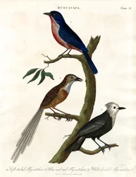 Muscicapa - Espèces de moucherons