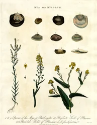 Mya et Myagrum