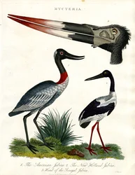 Espèce Mycteria : Américaine ; New Holland et Sénégal Jabiru