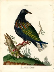 Pigeon de Nicobar (Columba)