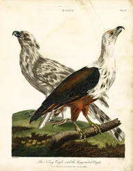 Aigle bruyant et aigle à longue queue