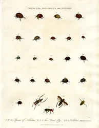 Coléoptères Notoclea, Notonecta et Notoxus