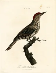 Pic de Nubie (Picus)