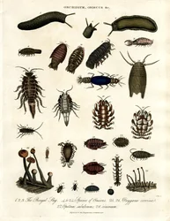 Onchidium ; Oniscus et autres arthropodes