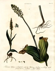 Espèces d