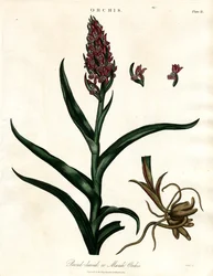 Orchidées : Orchis à larges feuilles ou Orchis des marais