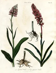 Orchidées : Orchis tacheté et Orchis à long bec