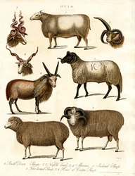 Ovis : Diverses races ovines