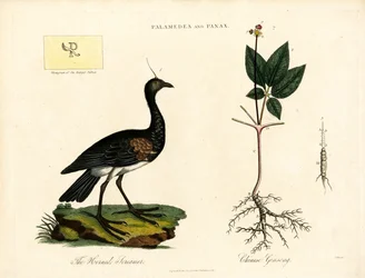 Palamedea et Panax