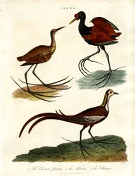 Espèces de Parra (Jacanas)