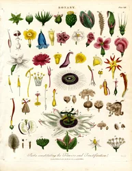 Parties constituant les fleurs et la fructification