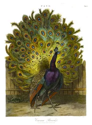 Pavo : paon commun