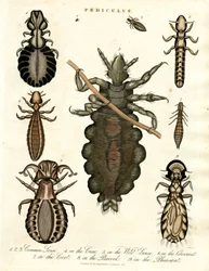 Pediculus - Différentes espèces de poux