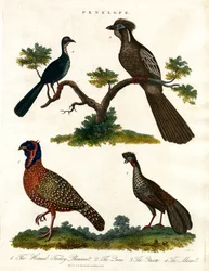 Espèce Pénélope (dindes et faisans)
