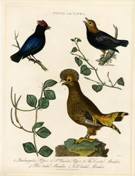 Oiseaux poivrés et manakins