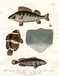 Espèces de perches