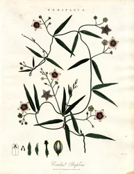 Periploca : Vigne soyeuse africaine